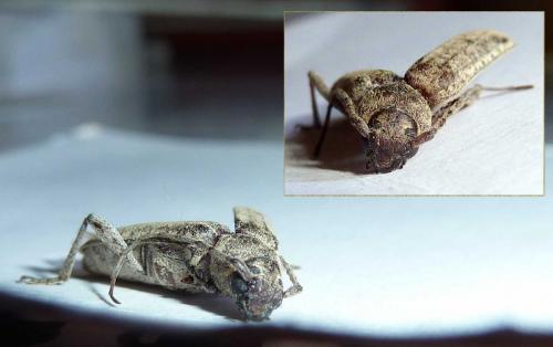Trichoferus holosericeus